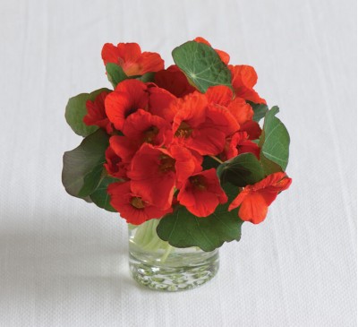 Nasturtium Empress Dwarf